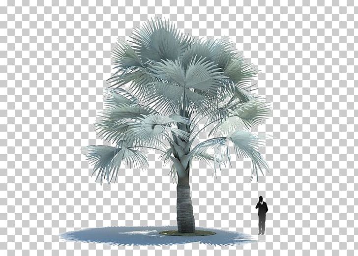 3D Computer Graphics Bismarckia 3D Modeling Arecaceae Autodesk 3ds Max PNG, Clipart, 3d Computer Graphics, 3d Modeling, Animation, Borassus Flabellifer, Family Tree Free PNG Download