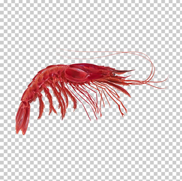 Aristaeopsis Edwardsiana Anténula Plesiopenaeus Aristaeomorpha Fishing PNG, Clipart, Aerials, Aristaeomorpha Foliacea, Body, Color, Crustacean Free PNG Download