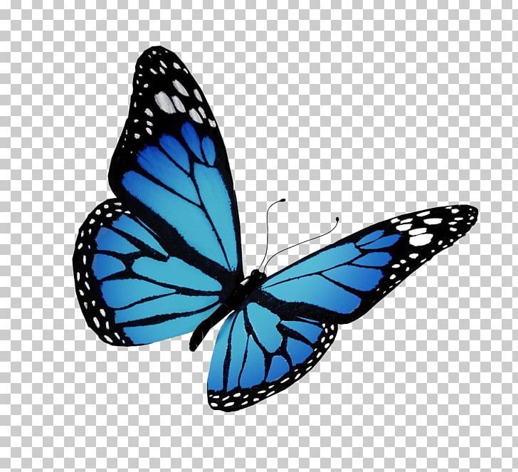 Monarch Butterfly Flight PNG, Clipart, Beautiful, Blue, Brush Footed Butterfly, Butter, Butterflies Free PNG Download