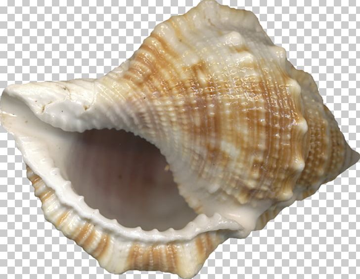 Seashell Conch PNG, Clipart, Beach, Clam, Clams Oysters Mussels And Scallops, Cockle, Conch Free PNG Download