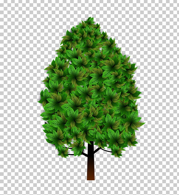 Spruce Pine Fir Larch Branch PNG, Clipart, Branch, Christmas Tree, Conifer, Conifers, Evergreen Free PNG Download