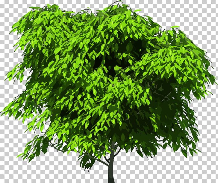 Tree PNG, Clipart, Branch, Clip Art, Download, Evergreen, Grass Free PNG Download