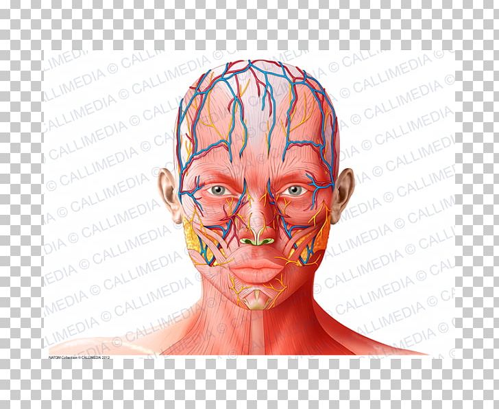 Anatomy Nose Forehead Physiology PNG, Clipart, Anatomy, Artery, Cheek, Chin, Excretory System Free PNG Download