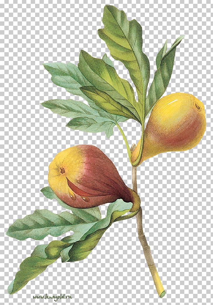 Fig Drawing Stock Photos and Images - 123RF | Fig drawing, Fruit painting,  Drawings