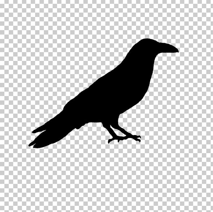 American Crow Rook New Caledonian Crow Common Raven PNG, Clipart, American, Beak, Bird, Black And White, Common Raven Free PNG Download