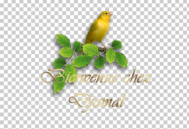 Beak Finches Font PNG, Clipart, Beak, Bird, Fauna, Finch, Jamal Free PNG Download