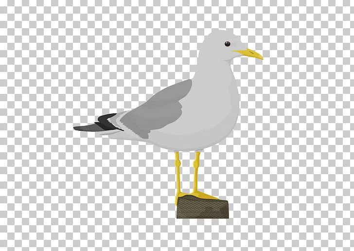 Gulls Bird European Herring Gull Great Black-backed Gull Haematopus PNG, Clipart, American Oystercatcher, Animals, Beak, Bird, Cassowary Free PNG Download