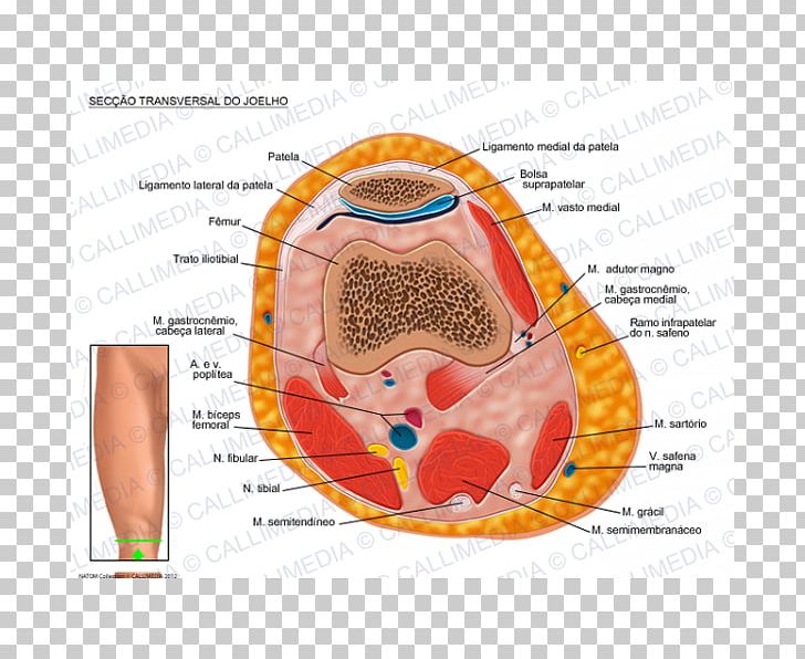 Knee Transverse Plane Human Anatomy Gastrocnemius Muscle PNG, Clipart, Anatomy, Cross Section, Crus, Ear, Femur Free PNG Download