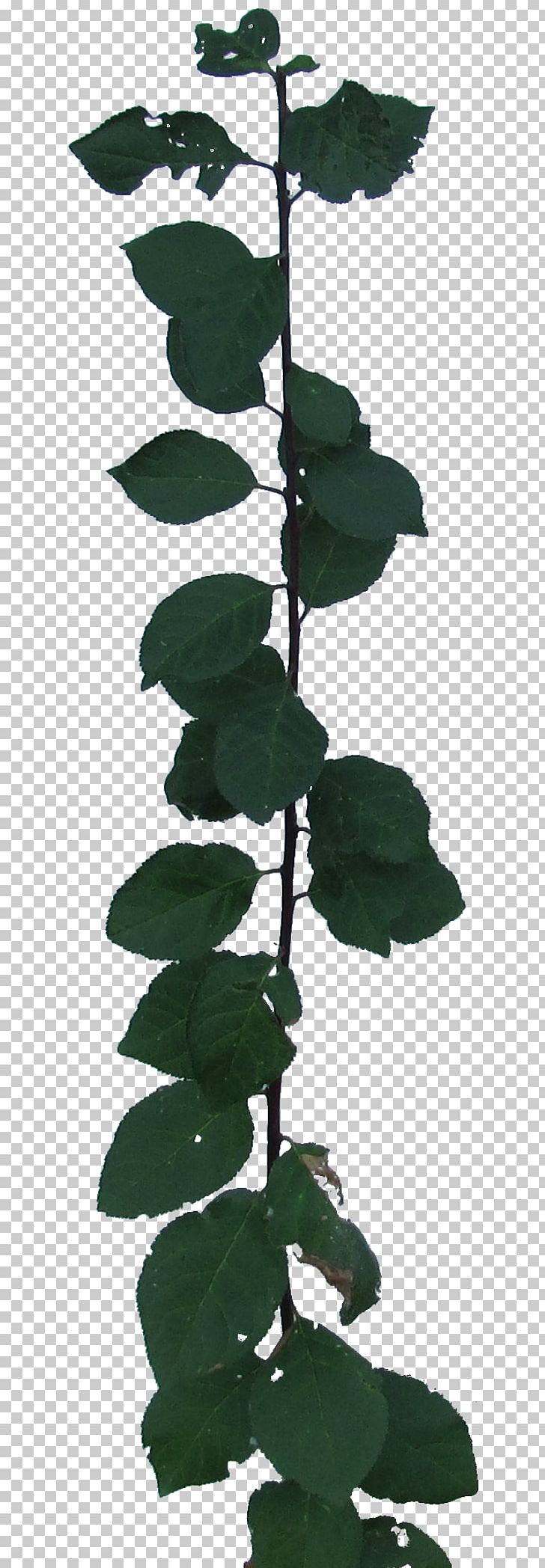 Leaf Plant Stem Tree PNG, Clipart, Foliage, Leaf, Plant, Plant Stem, Tree Free PNG Download