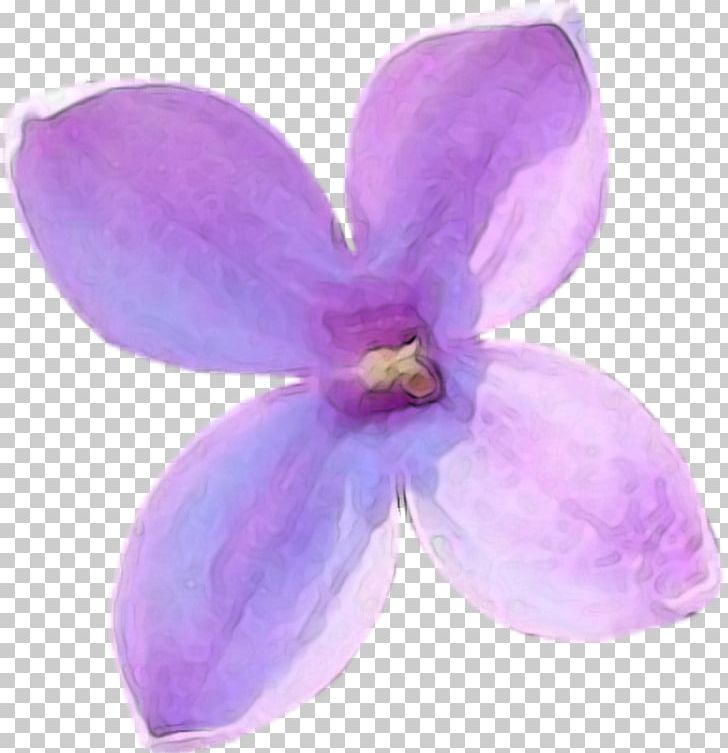 Lilac PNG, Clipart, 27 March, Download, Flower, Flowering Plant, Lavender Free PNG Download