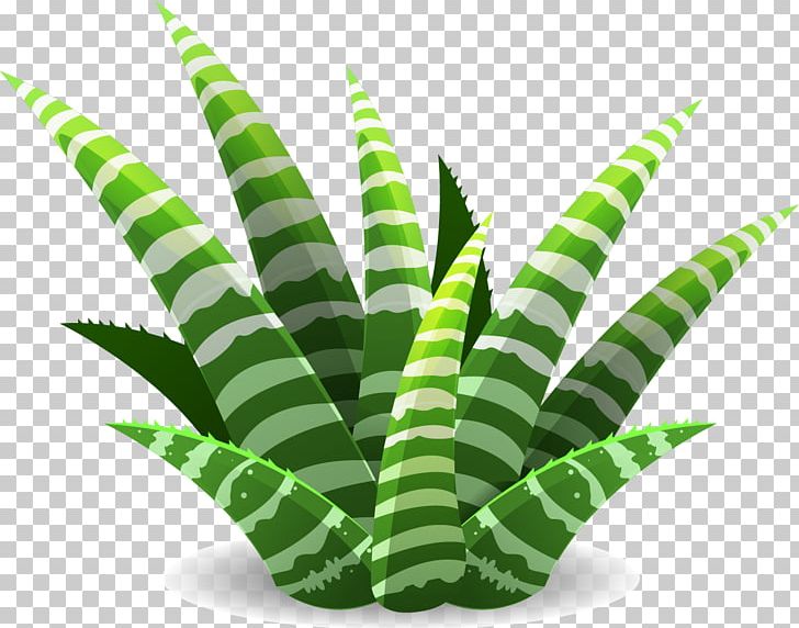 Succulent Plant Cactaceae Illustration PNG, Clipart, Aloe Vector, Cactaceae, Flower, Grass, Handpainted Flowers Free PNG Download