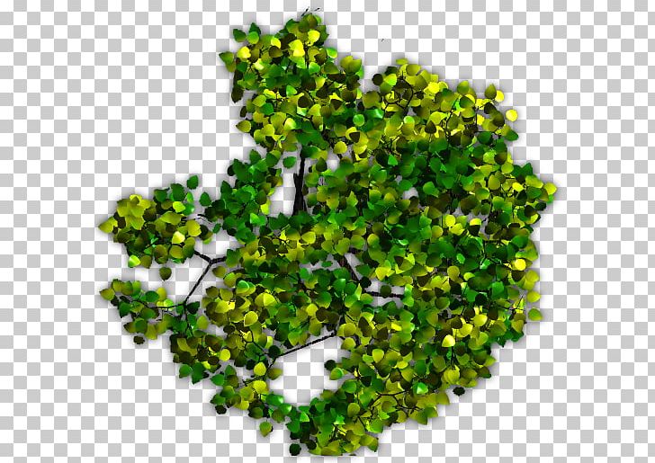Tree Plant Juglans Arecaceae PNG, Clipart, Arecaceae, Bark, Com, Computer Software, Grass Free PNG Download
