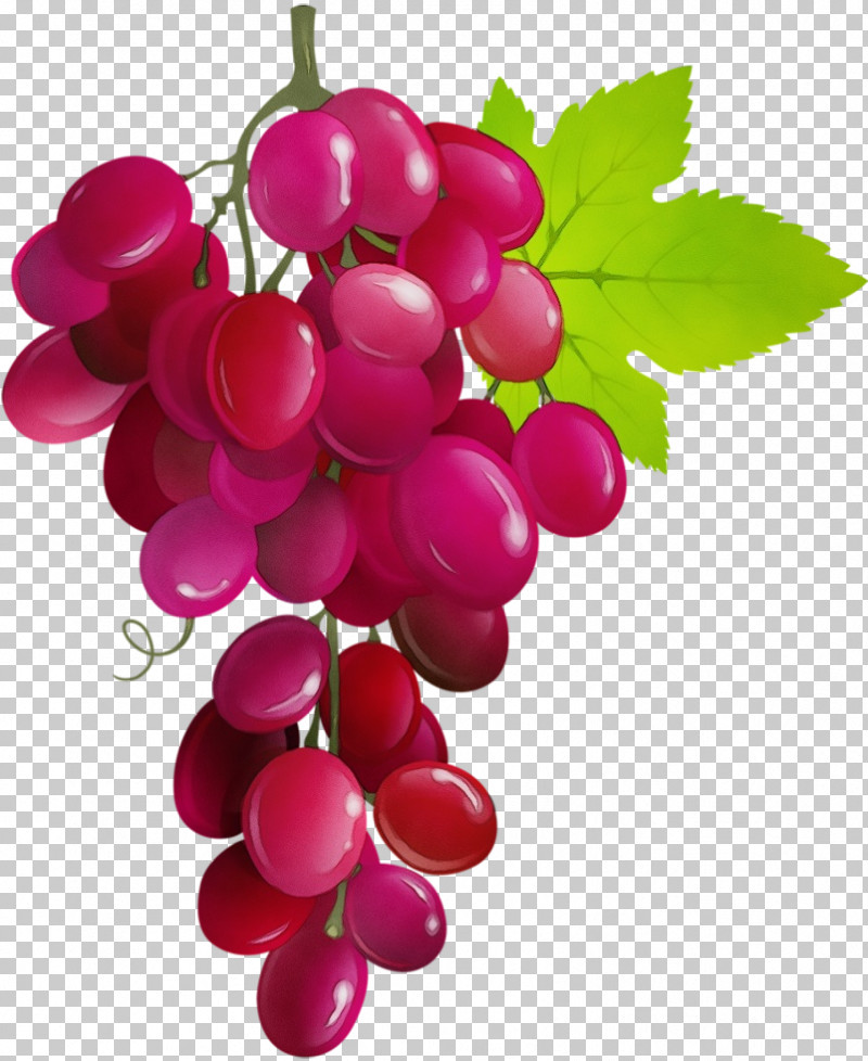 Zante Currant Grape Plant Natural Food Grapevines PNG, Clipart, Biology, Currant, Family Grapevine, Fruit, Grape Free PNG Download
