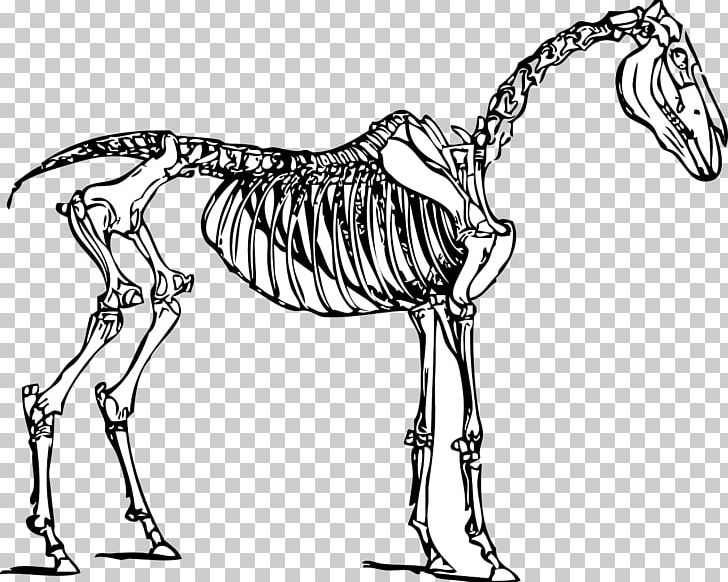 Horse Skeleton Drawing PNG, Clipart, Anatomy, Black And White, Carnivoran, Fauna, Head Free PNG Download