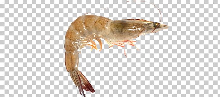 Shrimp Farming Caridea Seafood Chinese White Shrimp PNG, Clipart, Animals, Aquaculture, Caridea, Chinese White Shrimp, Decapoda Free PNG Download
