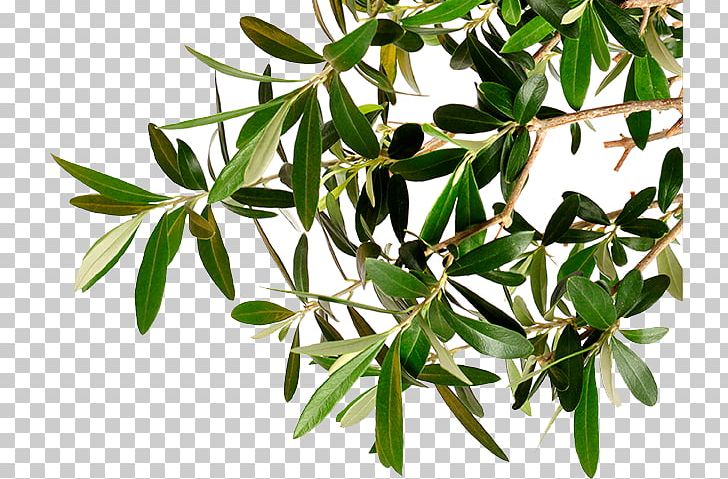 Branch Kalamata Olive Tree Olive Oil PNG, Clipart, Branch, Brunch, Fruit, Kalamata, Kalamata Olive Free PNG Download