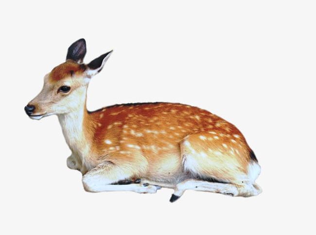Deer PNG, Clipart, Animal, Deer, Deer Clipart Free PNG Download