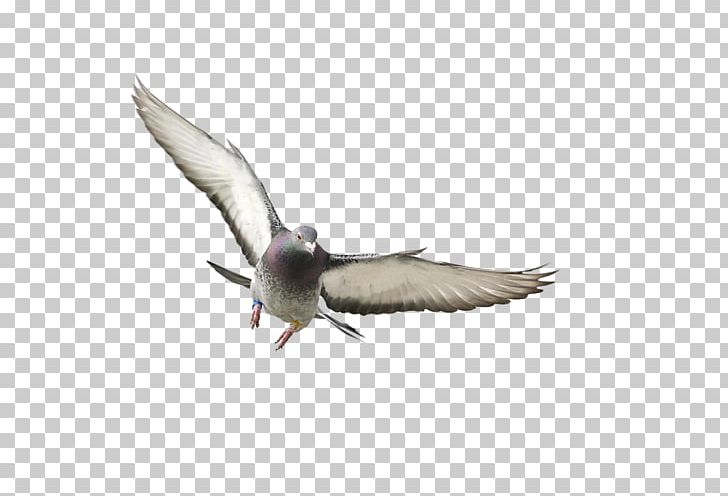Domestic Pigeon Bird Columbidae Flight Squab PNG, Clipart, Animals, Beak, Bird, Bird Flight, Bird Migration Free PNG Download