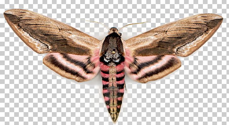 Insect Sphinx Ligustri Butterfly Agrius Convolvuli Moth PNG, Clipart, Acherontia Atropos, Agrius, Animals, Arthropod, Bombycidae Free PNG Download