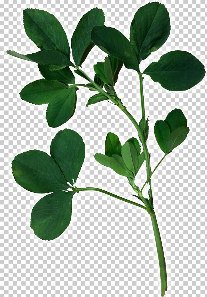 Alfalfa Leaflet Seed PNG, Clipart, Agriculture, Alfalfa, Branch, Flowering Plant, Food Drinks Free PNG Download
