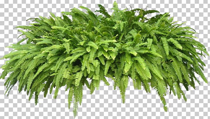 Houseplant Wodyetia Shrub PNG, Clipart, Arecaceae, Computer Icons, Epipremnum, Fern, Ferns And Horsetails Free PNG Download