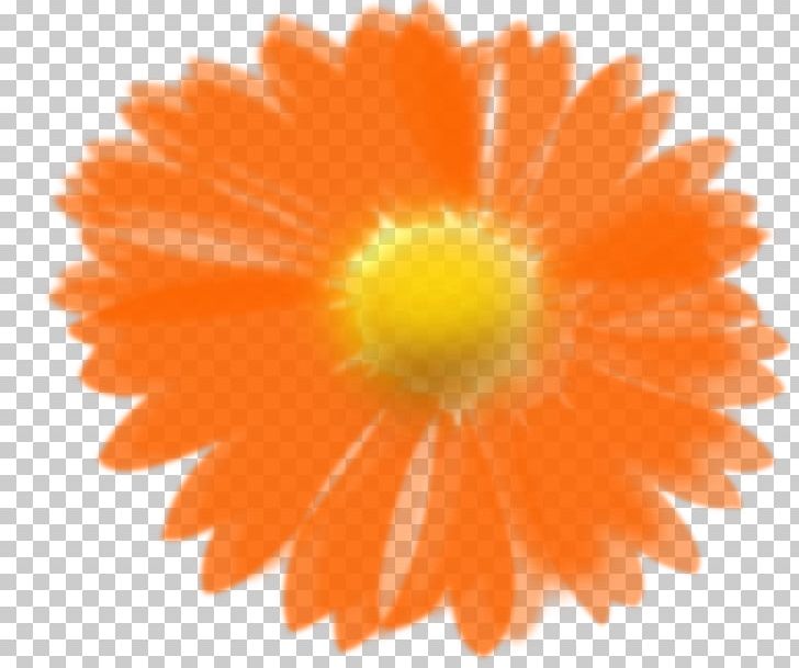 Orange Flower PNG, Clipart, Calendula, Computer Icons, Daisy Family, Desktop Wallpaper, Download Free PNG Download