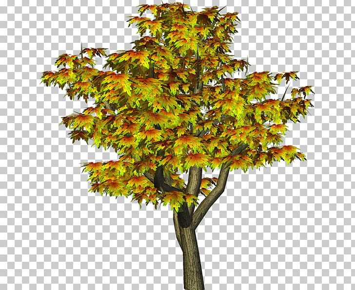 Tree PicsArt Photo Studio PNG, Clipart, Autumn, Branch, Deciduous, Document, Download Free PNG Download