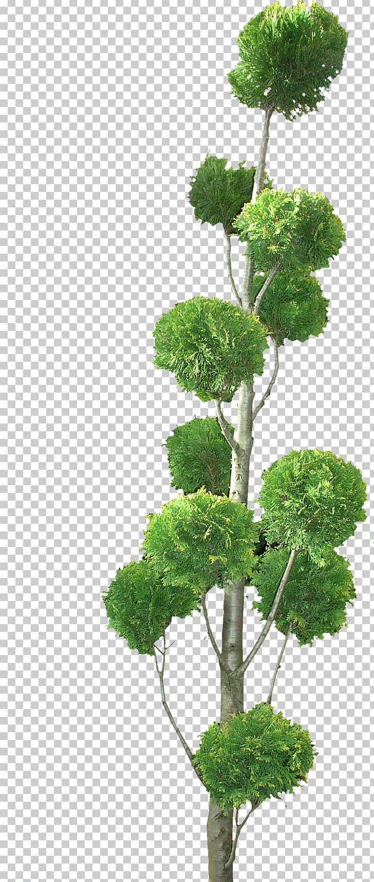 Tree Texture Mapping Topiary 3D Computer Graphics Shrub PNG, Clipart, 3d Computer Graphics, Bonsai, Box, Boxwood, Flowerpot Free PNG Download