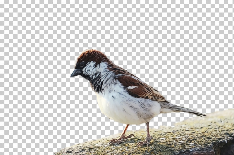 Bird Sparrow House Sparrow Beak Perching Bird PNG, Clipart, Beak, Bird, House Sparrow, Junco, Lark Free PNG Download
