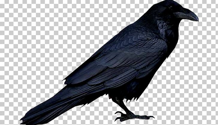 American Crow Bird New Caledonian Crow Crow Family PNG, Clipart, American Crow, Animal, Art, Beak, Biology Free PNG Download