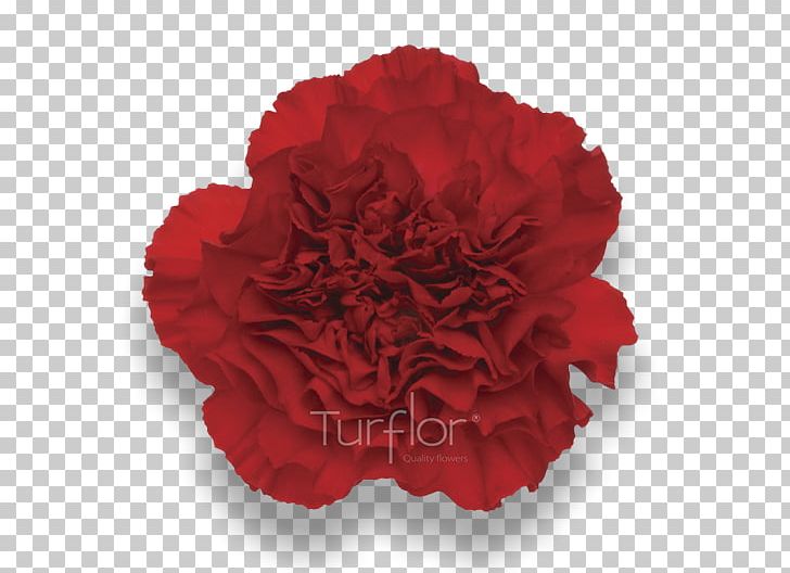 Carnation Cut Flowers Red TurboSquid PNG, Clipart, Blood, Carnation, Cut Flowers, Dianthus, Flower Free PNG Download