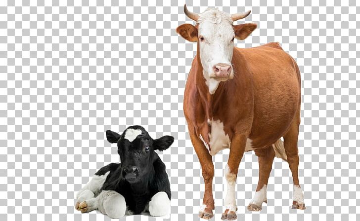 Cow PNG, Clipart, Cow Free PNG Download