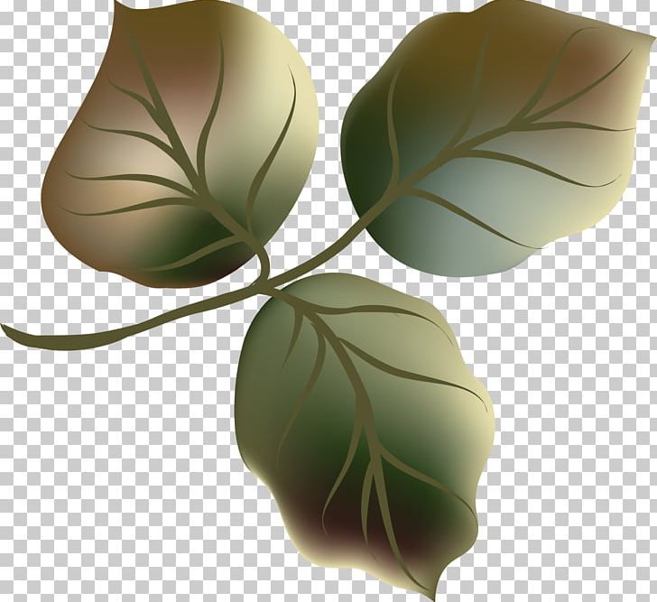 Leaf PNG, Clipart, Botany, Decorative, Decorative Pattern, Dig, Download Free PNG Download