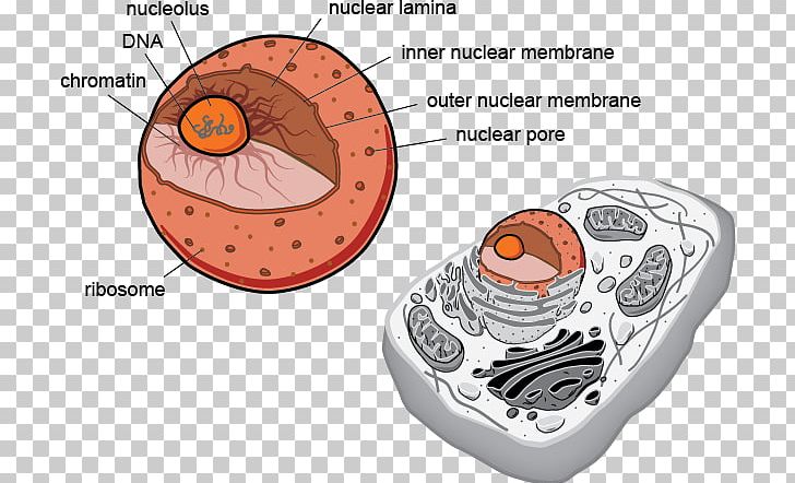 Prokaryote Eukaryote Cell Flagellum Biology PNG, Clipart, Archaeans, Biological Membrane, Biology, Cell, Cell Nucleus Free PNG Download