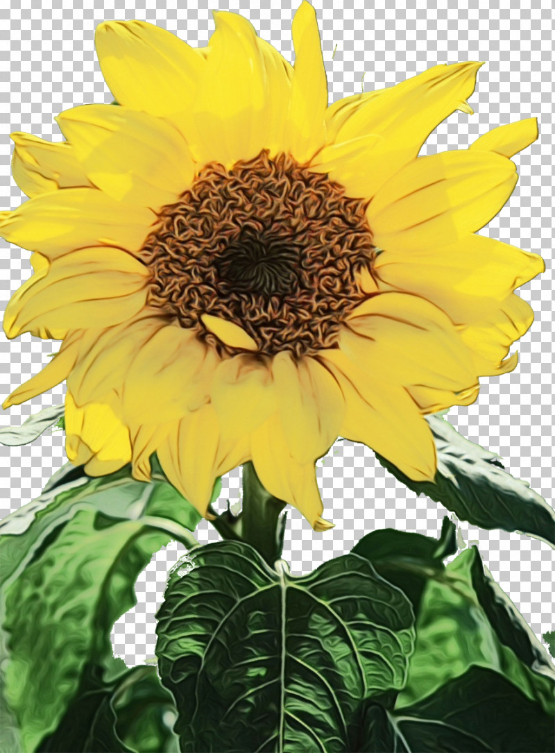 Sunflower PNG, Clipart, Annual Plant, Biology, Common Sunflower, Paint, Plants Free PNG Download