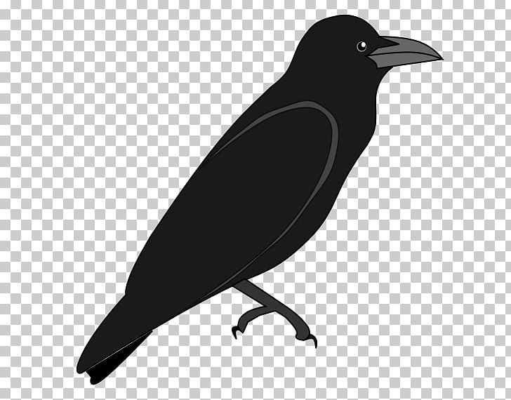 American Crow Scalable Graphics New Caledonian Crow Rook PNG, Clipart, American Crow, Beak, Bird, Black And White, Corvus Free PNG Download