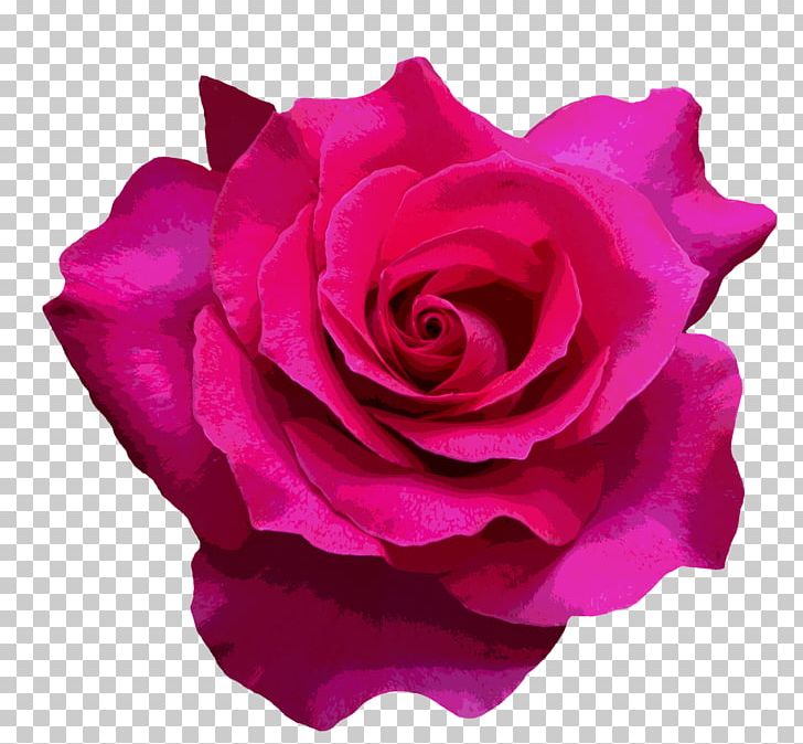 Garden Roses Cabbage Rose Valentine's Day Flower Bouquet Floribunda PNG, Clipart,  Free PNG Download