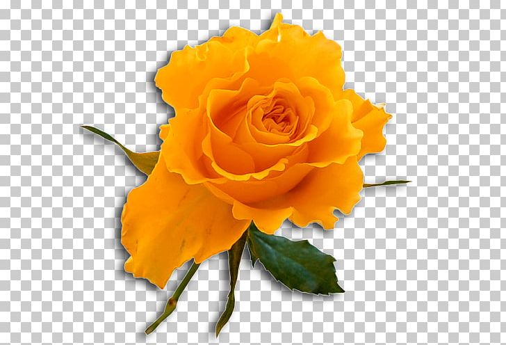 Rose Flower PNG, Clipart, Color, Cut Flowers, Document, Floribunda, Flower Free PNG Download