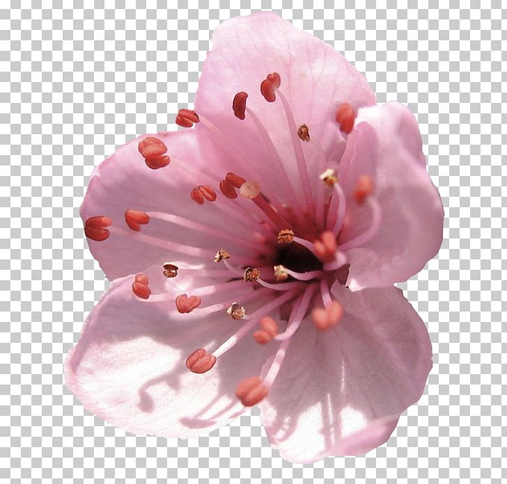 Almond Blossoms Flower Delaware Petal PNG, Clipart, Almond Blossoms, Blossom, Bud, Cherry Blossom, Cut Flowers Free PNG Download
