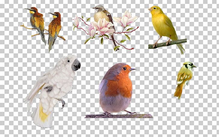 European Robin Bird American Sparrows Beak PNG, Clipart, American Sparrows, Animal, Animals, Beak, Bird Free PNG Download