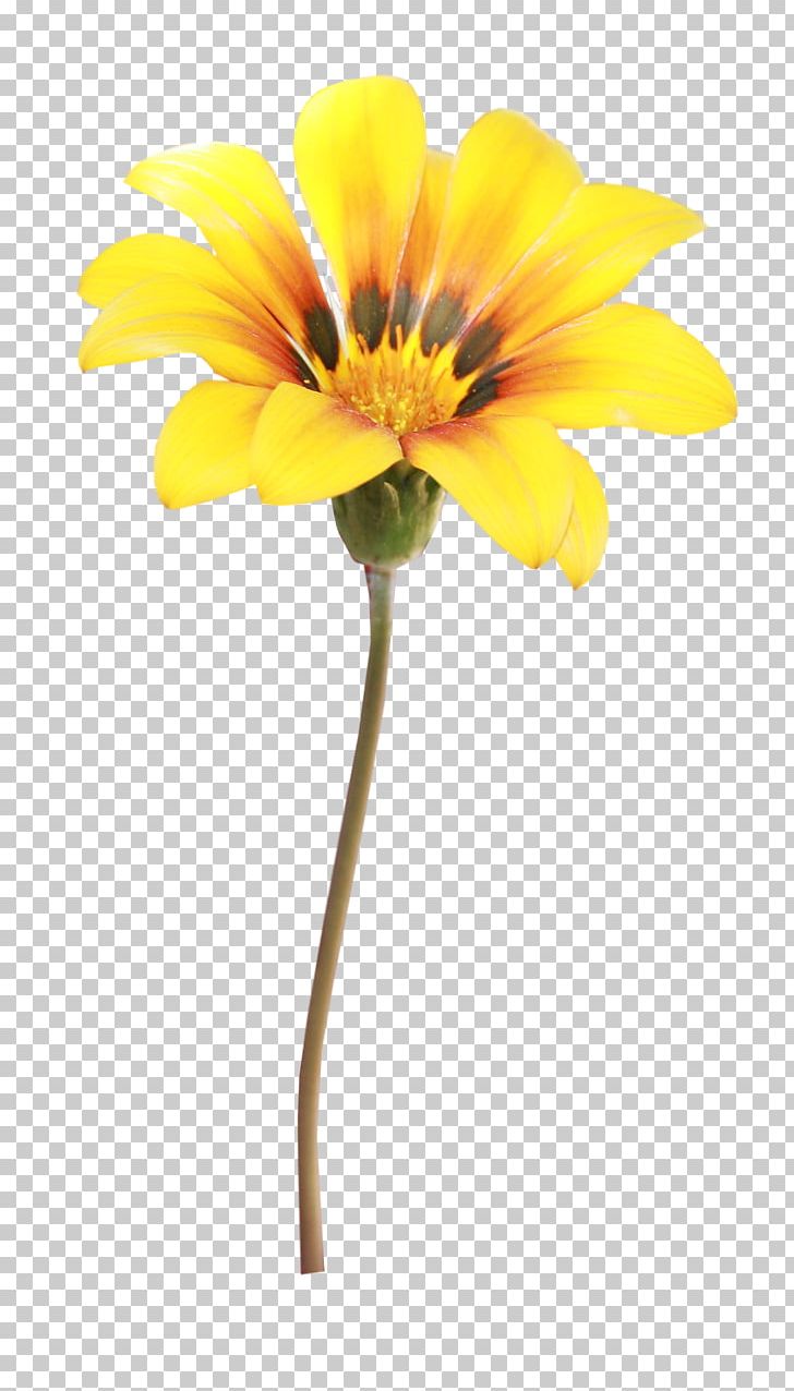 Flower Photography Yellow PNG, Clipart, Computer Software, Cut Flowers, Daisy Family, Digital Container Format, Download Free PNG Download
