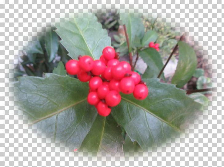 Pink Peppercorn Lingonberry Aquifoliales Auglis PNG, Clipart, Aquifoliaceae, Aquifoliales, Auglis, Berry, Bono Free PNG Download