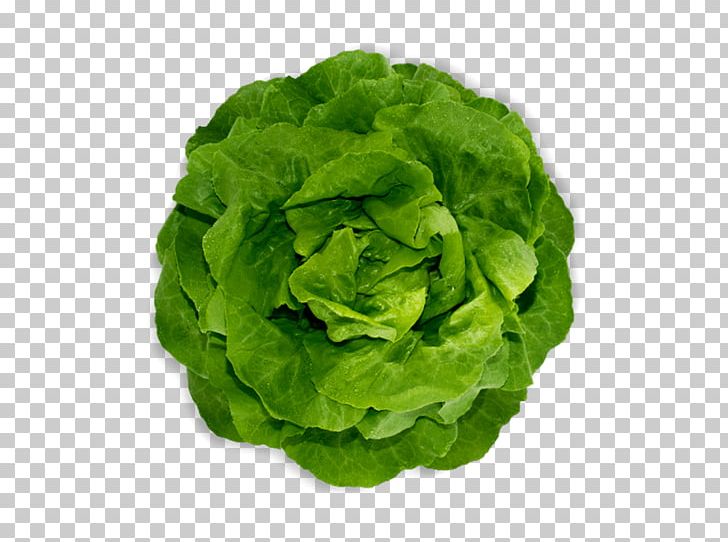 Romaine Lettuce Red Leaf Lettuce Spring Greens Vegetable PNG, Clipart, Food, Health Fitness And Wellness, Leaf Vegetable, Lechuga, Lettuce Free PNG Download
