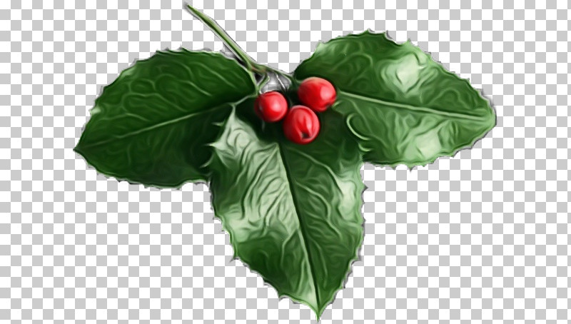 Holly PNG, Clipart, Aquifoliales, Biology, Fiveflavor Berry, Fruit, Holly Free PNG Download