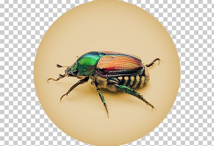 Dung Beetle Scarabs Missouri Japanese Beetle PNG, Clipart, Animals, Arthropod, Beetle, Dung Beetle, Insect Free PNG Download