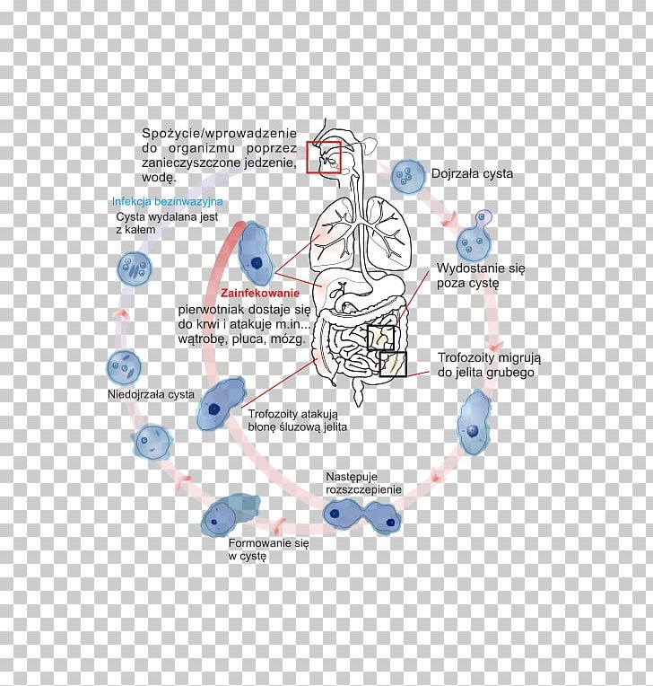 Entamoeba Histolytica Life Cycle In 2020 Life Cycles