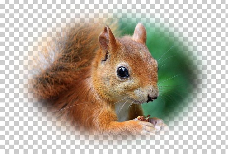 Chipmunk Fox Squirrel Dormouse Whiskers PNG, Clipart, Advertising, Animal, Animals, Chipmunk, Dormouse Free PNG Download