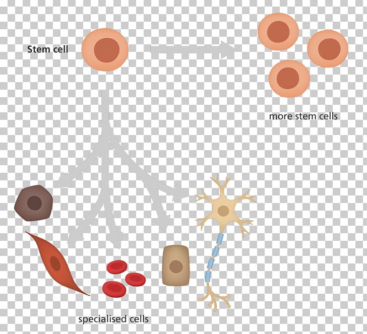 Induced Pluripotent Stem Cell Cellular Differentiation Hematopoietic Stem Cell PNG, Clipart, Blood Cell, Cell, Cell Culture, Cell Type, Cellular Differentiation Free PNG Download