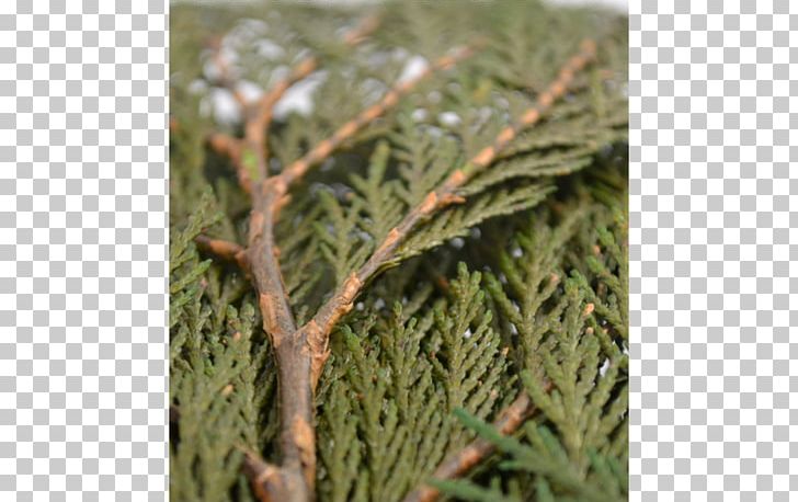 Pine Family Evergreen PNG, Clipart, Branch, Evergreen, Grass, Others, Pine Free PNG Download