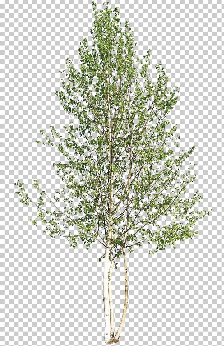 Tree Woody Plant Shrub PNG, Clipart, Artlantis, Autodesk 3ds Max, Birch, Birch Family, Branch Free PNG Download